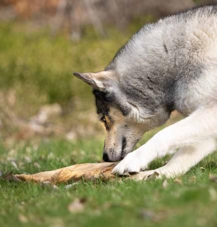 Lucy Savigny NATUROPATHE