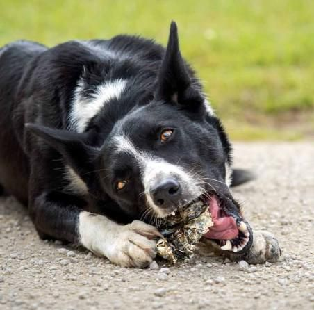 Lucy Savigny NATUROPATHE