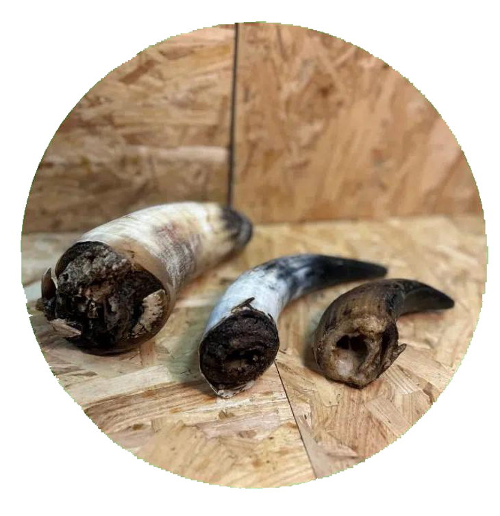 Lucy Savigny NATUROPATHE